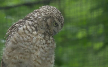 Stock Video Brown Owl Looking Around For PC