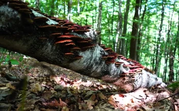 Stock Video Brown Mushrooms Growing In The Woods For PC