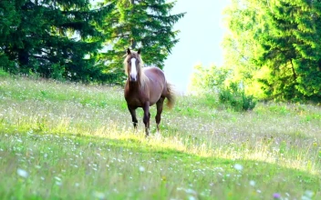 Stock Video Brown Horse On A Wildflower Meadow For PC