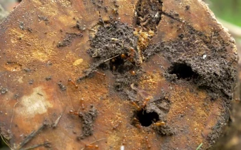 Stock Video Brown Ants Outside A Nest For PC