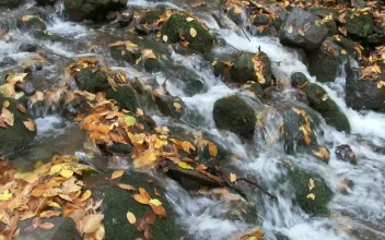 Stock Video Brook Flowing Through Mossy Stones In The Forest For PC