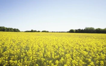 Stock Video Bright Yellow Crops For PC