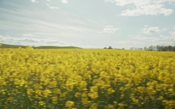 Stock Video Bright Yellow Crops In The Summer For PC