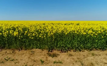 Stock Video Bright Yellow Crops In A Dry Field For PC
