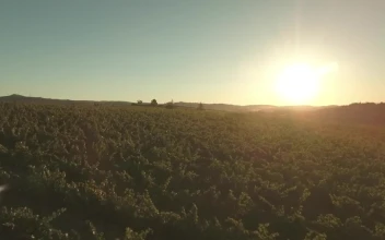 Stock Video Bright Sunshine Over The Countryside For PC