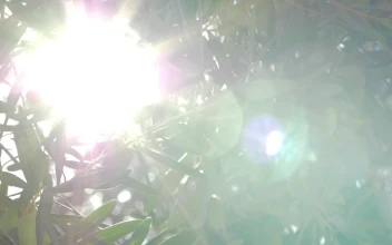 Stock Video Bright Light Shining Through An Olive Tree For PC