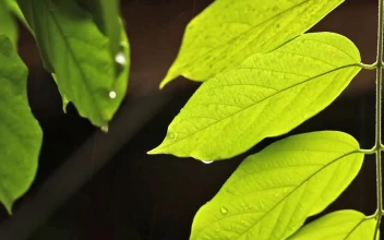 Stock Video Bright Leaves Dripping In The Rain For PC