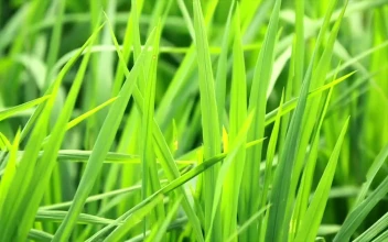 Stock Video Bright Green Grass For PC
