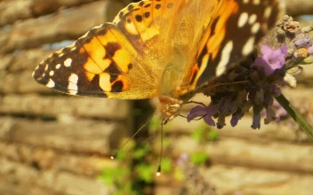 Stock Video Bright Butterfly On A Lavender Plant For PC