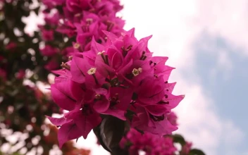 Stock Video Bright Bougainvillea Below The Sky For PC
