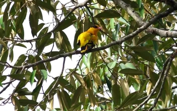 Stock Video Bright Bird Cleaning Their Feathers For PC