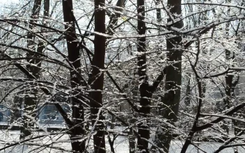 Stock Video Branches Swaying While Covered In Snow For PC