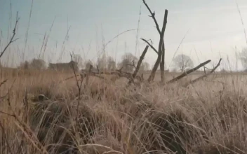 Stock Video Branches Of A Tree Without Leaves In A Forest For PC