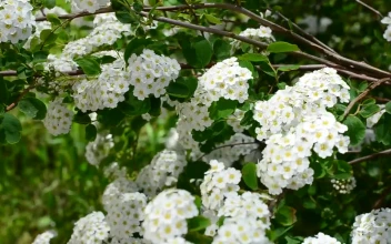 Stock Video Branches Of A Tree With Leaves And Many Flowers For PC