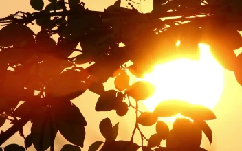Stock Video Branches Silhouetted Against The Sun For PC