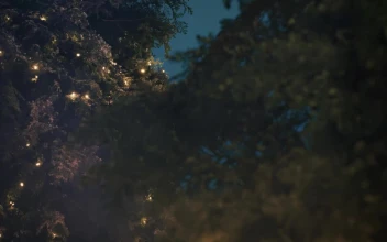 Stock Video Branches Of A Pine Decorated With Christmas Lights For PC