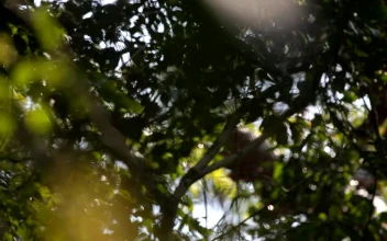 Stock Video Branches And Leaves From Some Trees For PC