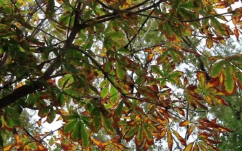 Stock Video Branches And Leaves Of A Tree Low View For PC