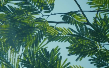 Stock Video Branches And Leaves From A Tree Close Up For PC