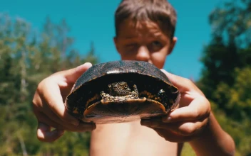 Stock Video Boy Showing A Small Turtle To The Camera For PC