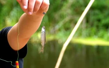 Stock Video Boy Holding A Fish Bait For PC