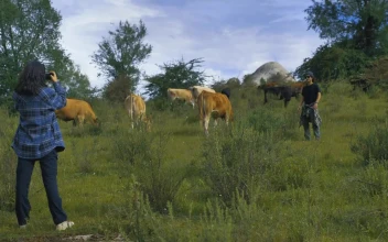 Stock Video Boy And Girl Taking Photos In A Meadow With Cows For PC