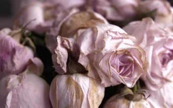 Stock Video Bouquet Of Withered Pink Roses For PC