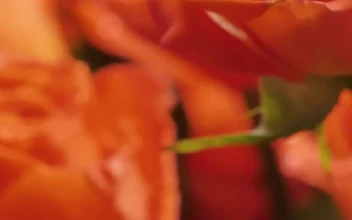 Stock Video Bouquet Of Orange Flowers Seen In Detail For PC
