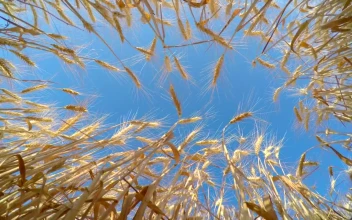 Stock Video Bottom View Of Golden Wheat And The Blue Sky For PC