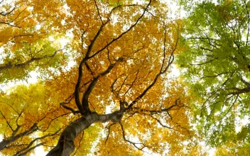 Stock Video Bottom View Of Autumn Trees Moved By The Wind For PC