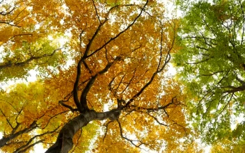 Stock Video Bottom View Of Autumn Trees For PC