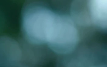 Stock Video Blurred View Of Sky Through The Leaves Of A Tree For PC