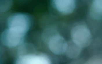 Stock Video Blurred Video Of Sky Light Passing Through A Tree For PC