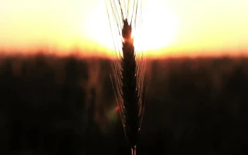 Stock Video Blurred Sunset From A Field For PC