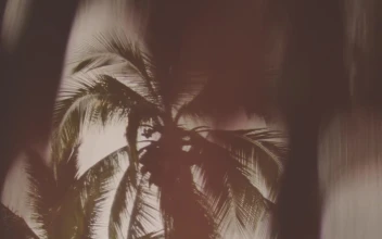 Stock Video Blurred Palm Tree For PC