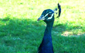 Stock Video Blue Peacock Looking Around For PC