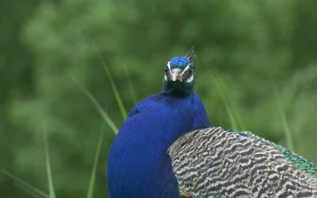 Stock Video Blue Beacock Looking Around For PC