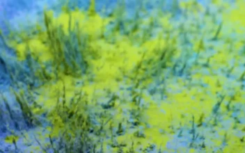 Stock Video Blue And Yellow Powder For PC