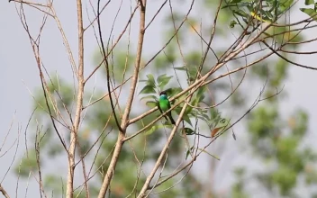 Stock Video Blue And Green Bird On A Branch For PC