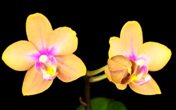 Stock Video Blooming Yellow Orchid For PC