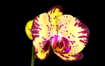 Stock Video Blooming Yellow And Violet Orchid Flower For PC