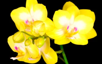 Stock Video Blooming Yellow Orchid Flower For PC