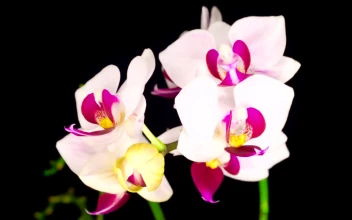 Stock Video Blooming White Orchid For PC
