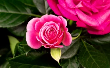 Stock Video Blooming Rose Flower In The Branch For PC