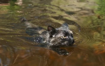 Stock Video Black Wild Cat Swimming In A River For PC
