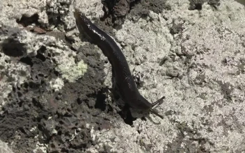 Stock Video Black Slug Crawling On A White Rock For PC