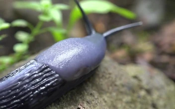 Stock Video Black Slug Crawling On A Rock For PC