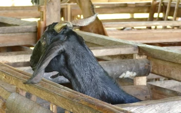 Stock Video Black Goat Looking Around For PC