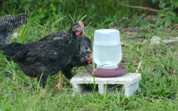 Stock Video Black Chickens Drinking Water On A Farm For PC
