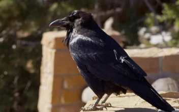 Stock Video Black Bird Standing On A Roof For PC